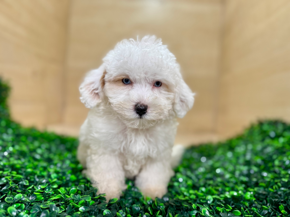 Maltipoo Puppy for Adoption