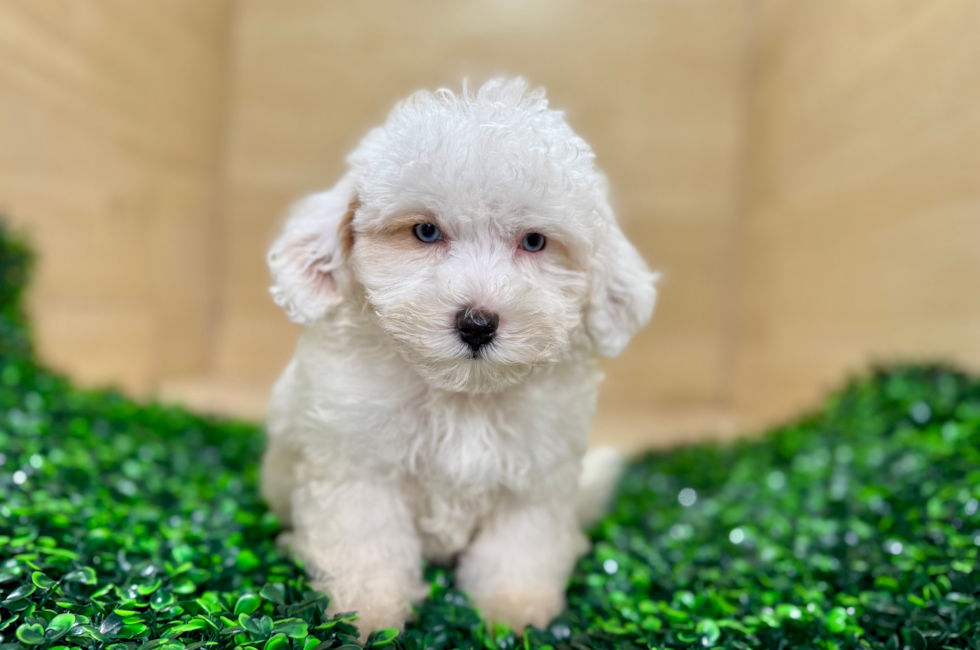9 week old Maltipoo Puppy For Sale - Puppy Love PR