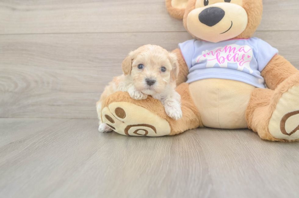 5 week old Maltipoo Puppy For Sale - Puppy Love PR