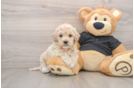 Friendly Maltipoo Baby
