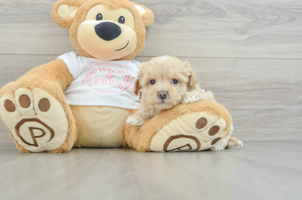 6 week old Maltipoo Puppy For Sale - Puppy Love PR