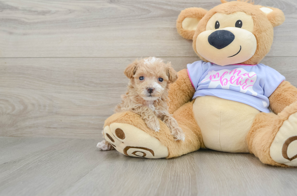 6 week old Maltipoo Puppy For Sale - Puppy Love PR