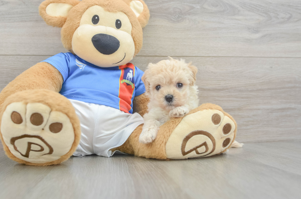 5 week old Maltipoo Puppy For Sale - Puppy Love PR