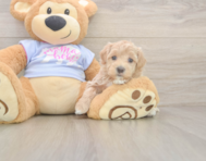 9 week old Maltipoo Puppy For Sale - Puppy Love PR