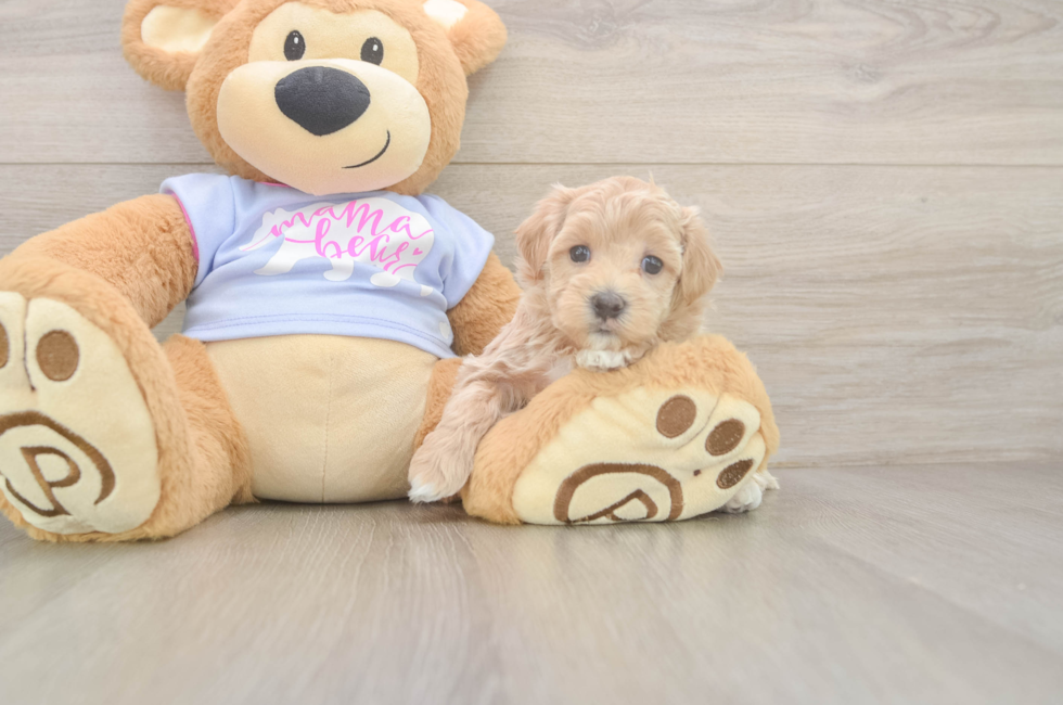5 week old Maltipoo Puppy For Sale - Puppy Love PR