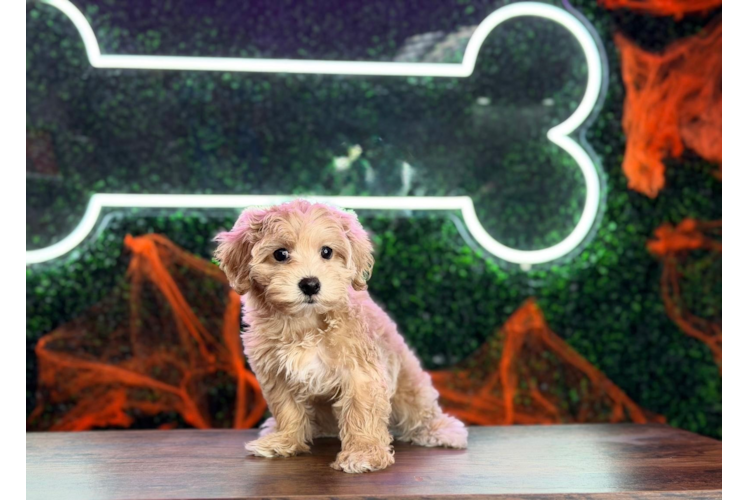 Maltipoo Pup Being Cute