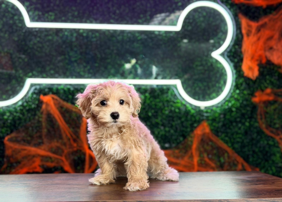 Maltipoo Pup Being Cute