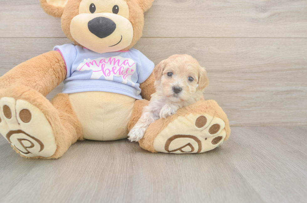 5 week old Maltipoo Puppy For Sale - Puppy Love PR