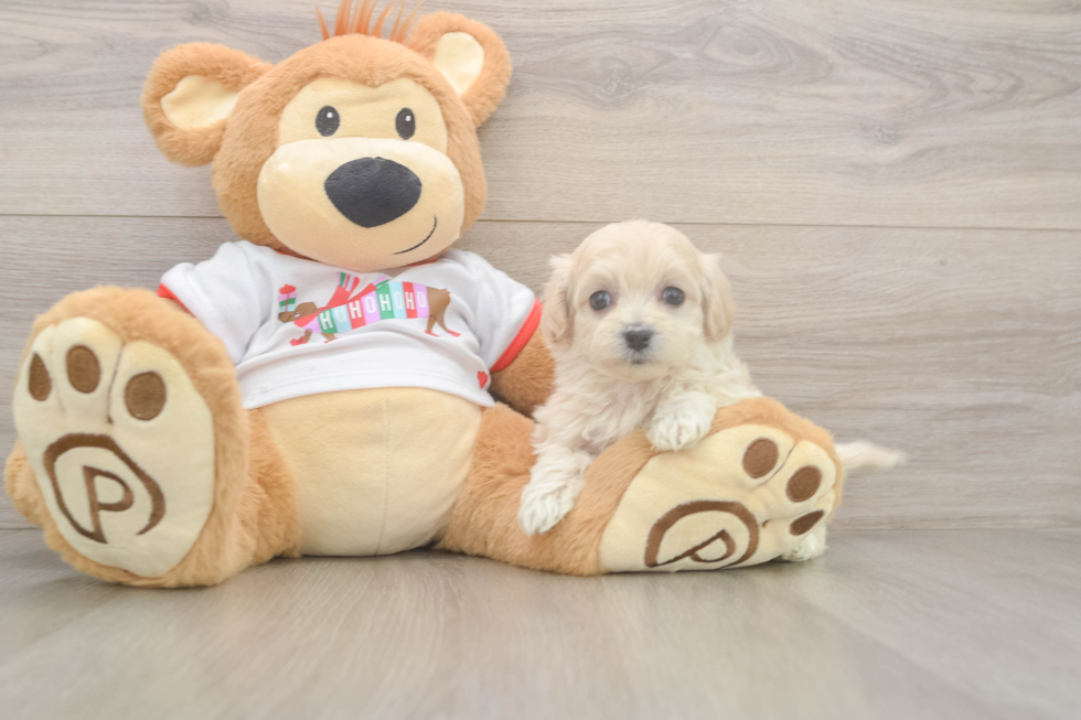 Maltipoo Puppy for Adoption