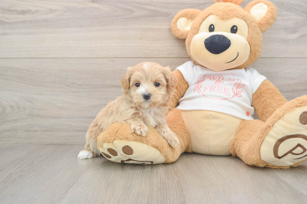 Hypoallergenic Maltese Poodle Poodle Mix Puppy