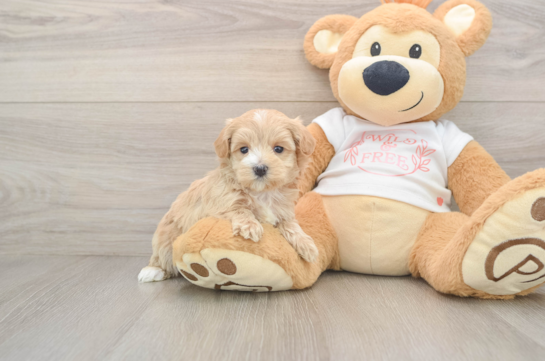 Hypoallergenic Maltese Poodle Poodle Mix Puppy