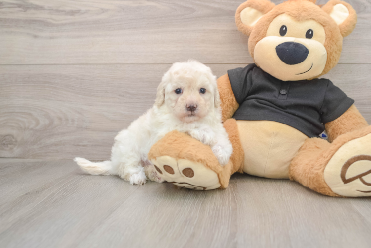 Funny Maltipoo Poodle Mix Pup