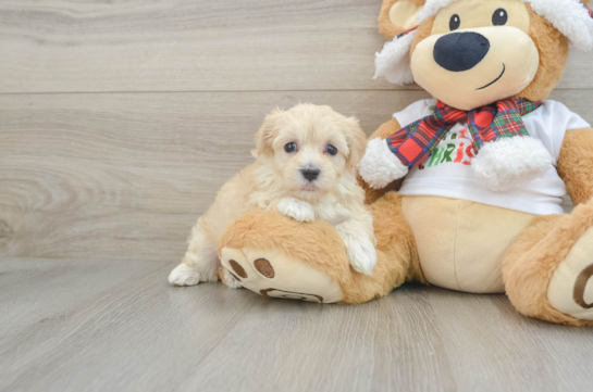 Adorable Malt Oodle Poodle Mix Puppy