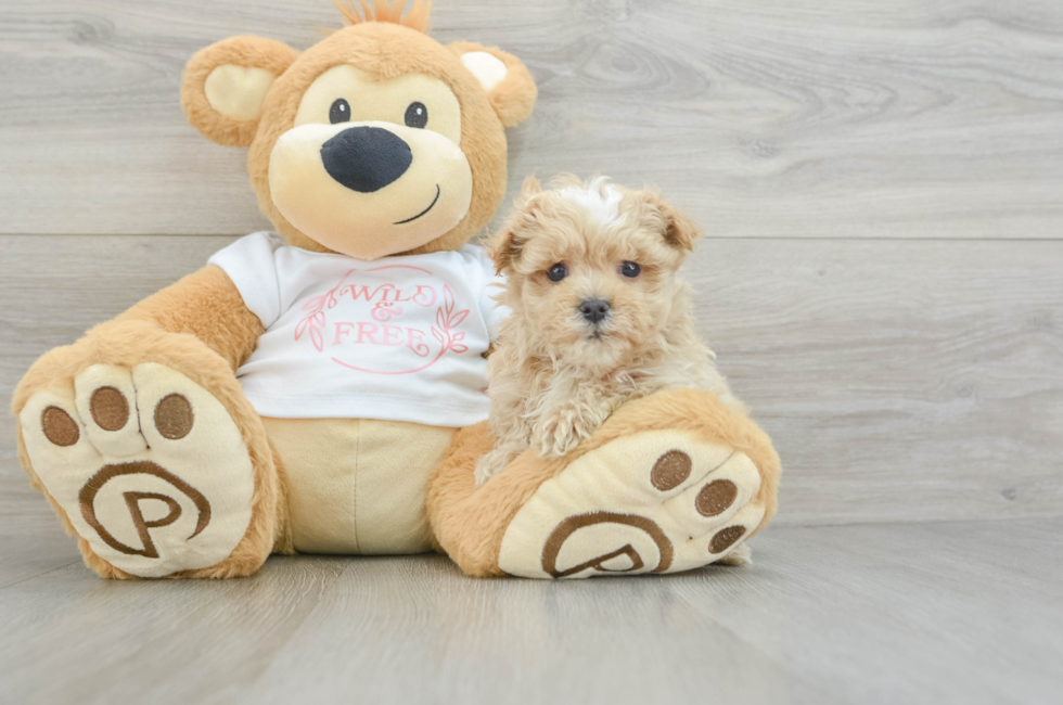 6 week old Maltipoo Puppy For Sale - Puppy Love PR