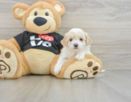 7 week old Maltipoo Puppy For Sale - Puppy Love PR