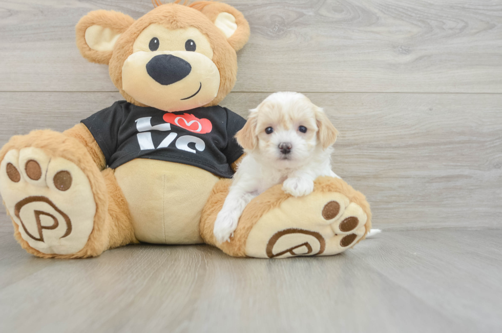 7 week old Maltipoo Puppy For Sale - Puppy Love PR
