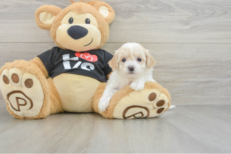 Meet Denise - our Maltipoo Puppy Photo 1/3 - Puppy Love PR Maltipoo Puppy for Adoption