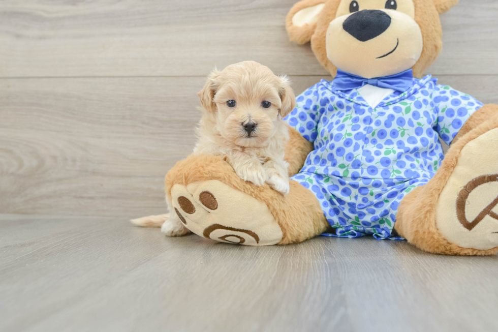 Petite Maltipoo Poodle Mix Pup