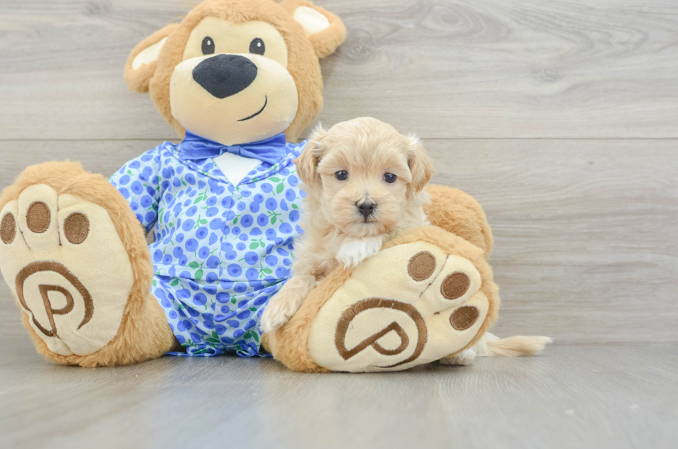 5 week old Maltipoo Puppy For Sale - Puppy Love PR