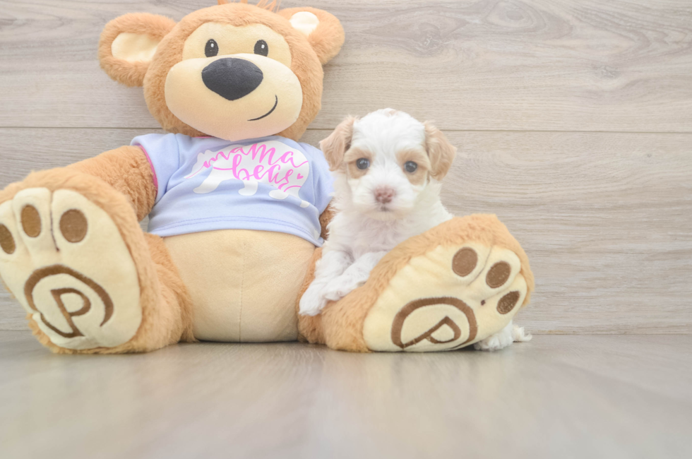5 week old Maltipoo Puppy For Sale - Puppy Love PR