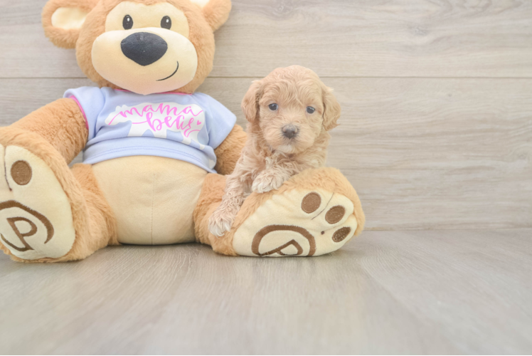 Little Malt a Poo Poodle Mix Puppy