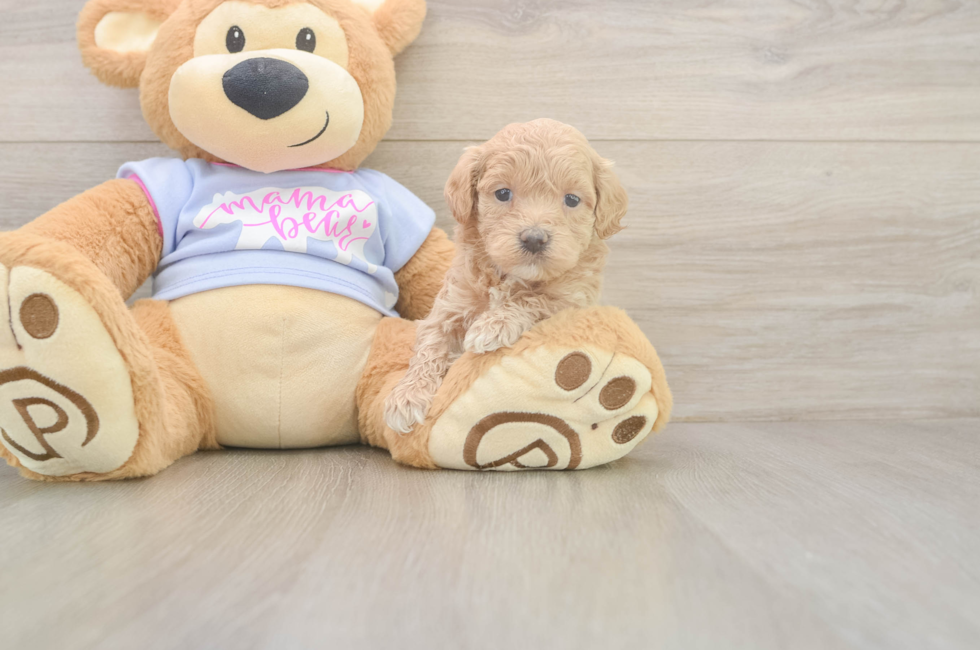 5 week old Maltipoo Puppy For Sale - Puppy Love PR