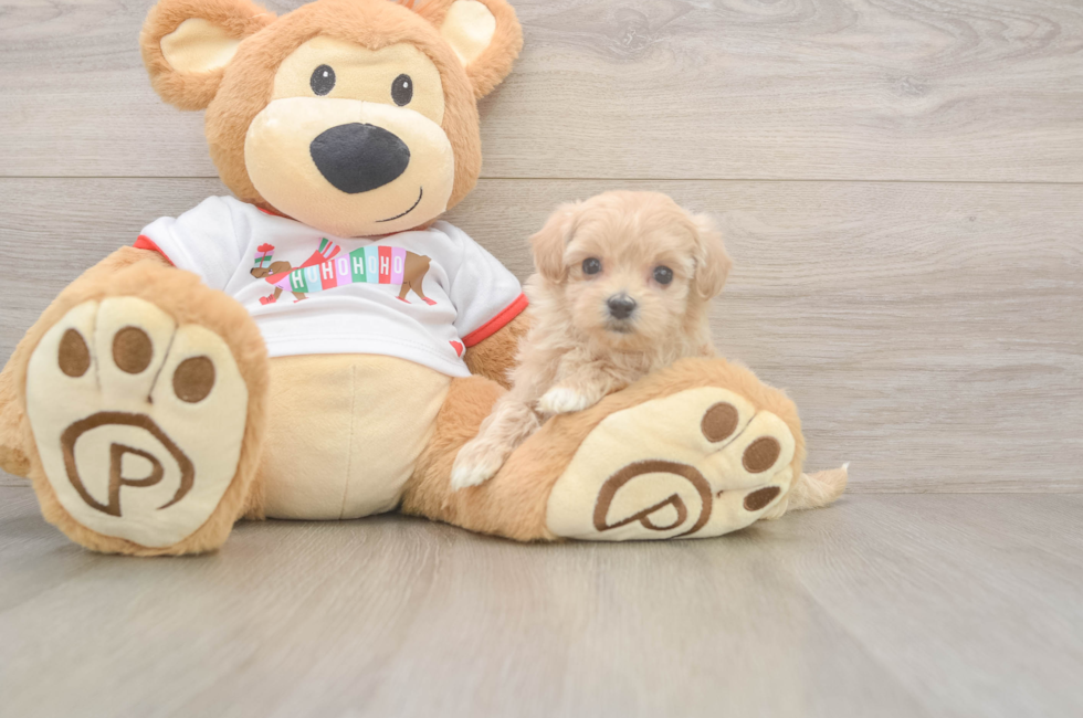 5 week old Maltipoo Puppy For Sale - Puppy Love PR