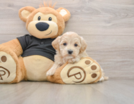 9 week old Maltipoo Puppy For Sale - Puppy Love PR