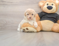 7 week old Maltipoo Puppy For Sale - Puppy Love PR