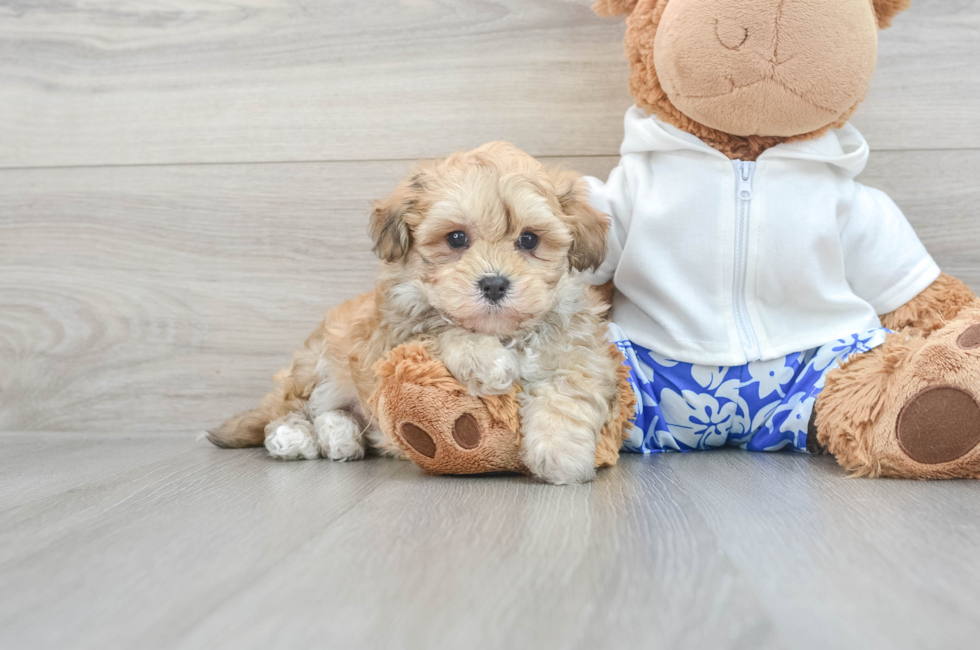 6 week old Maltipoo Puppy For Sale - Puppy Love PR