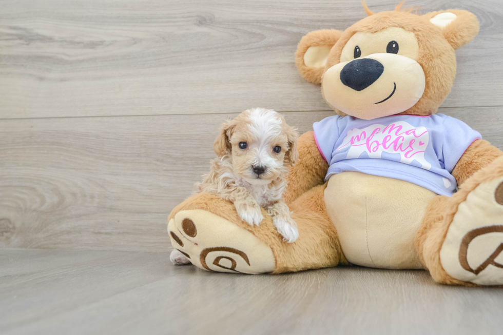 Maltipoo Pup Being Cute