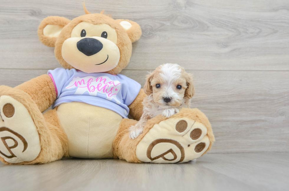 6 week old Maltipoo Puppy For Sale - Puppy Love PR