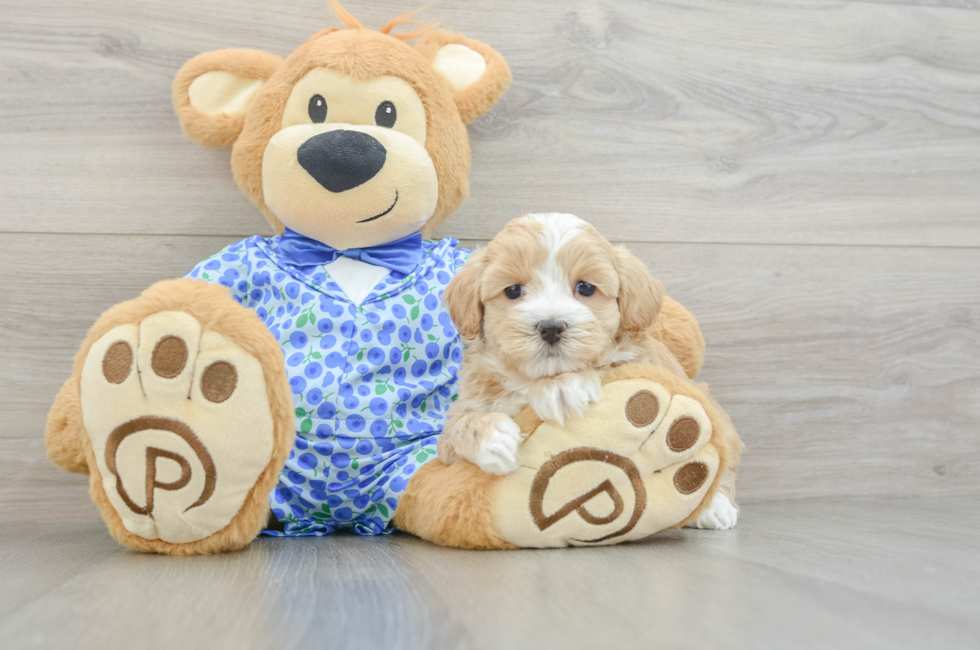 7 week old Maltipoo Puppy For Sale - Puppy Love PR
