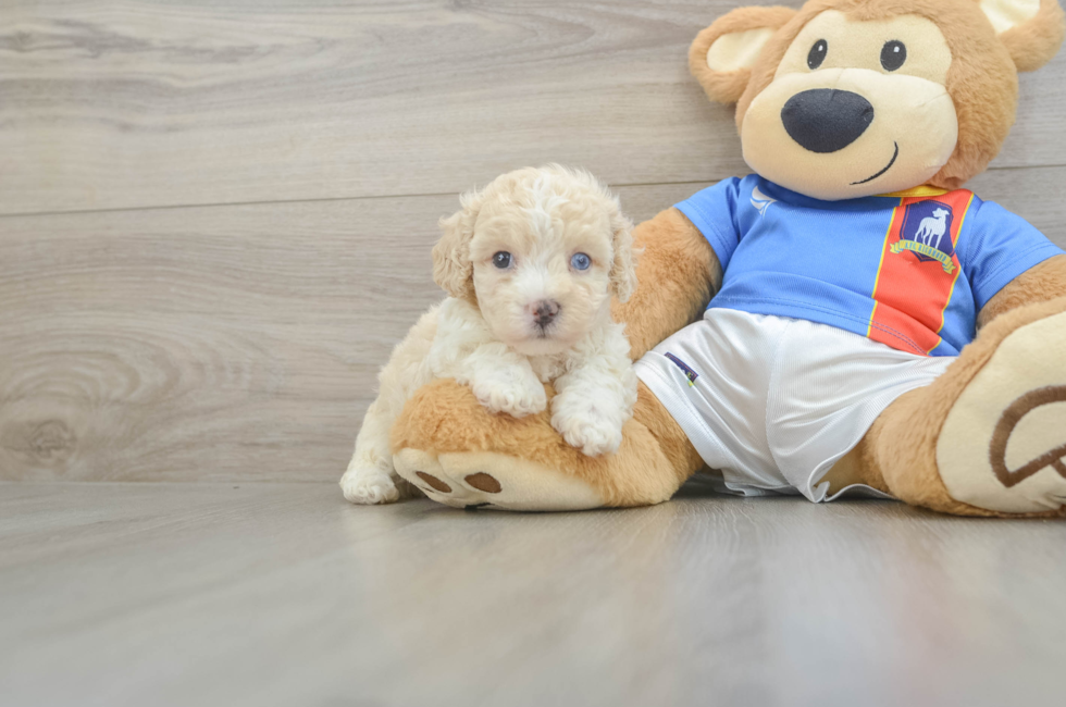 5 week old Maltipoo Puppy For Sale - Puppy Love PR
