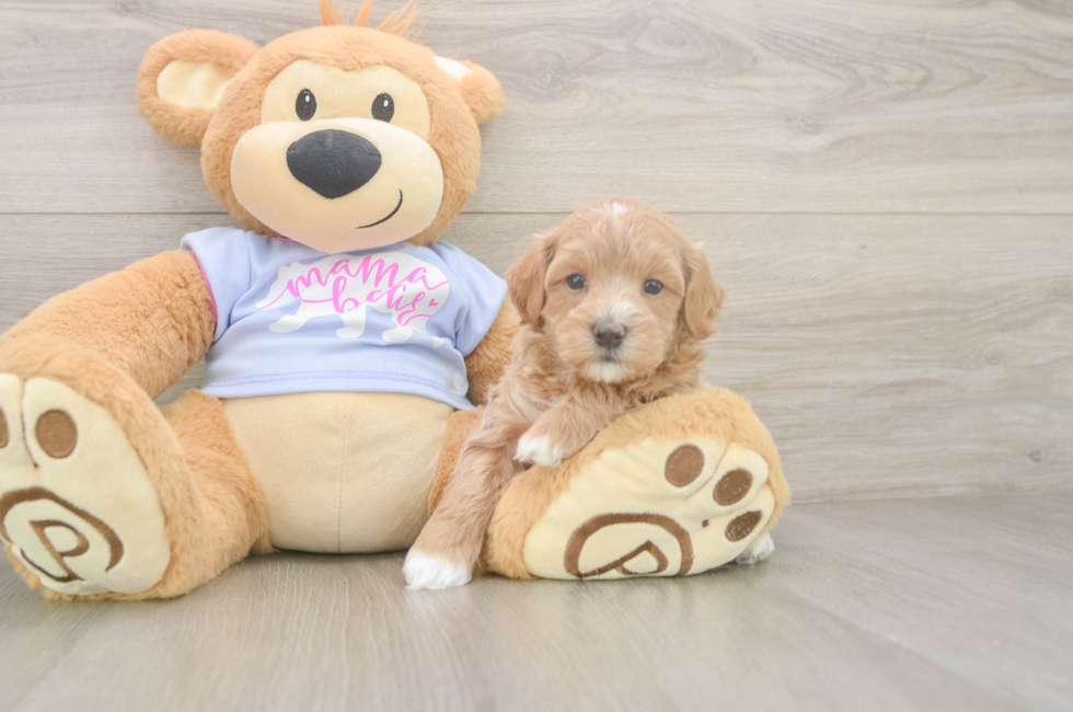 5 week old Maltipoo Puppy For Sale - Puppy Love PR