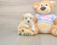 9 week old Maltipoo Puppy For Sale - Puppy Love PR