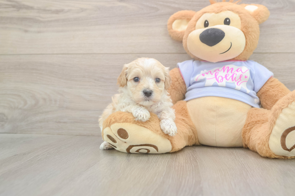 5 week old Maltipoo Puppy For Sale - Puppy Love PR