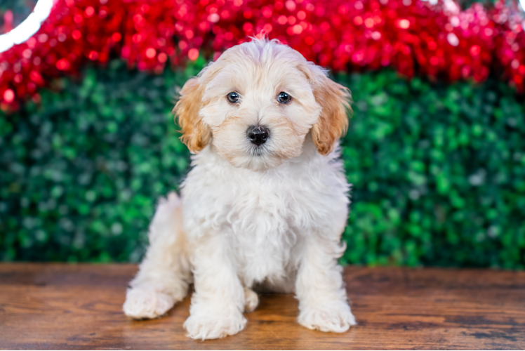 Cute Maltipoo Poodle Mix Pup