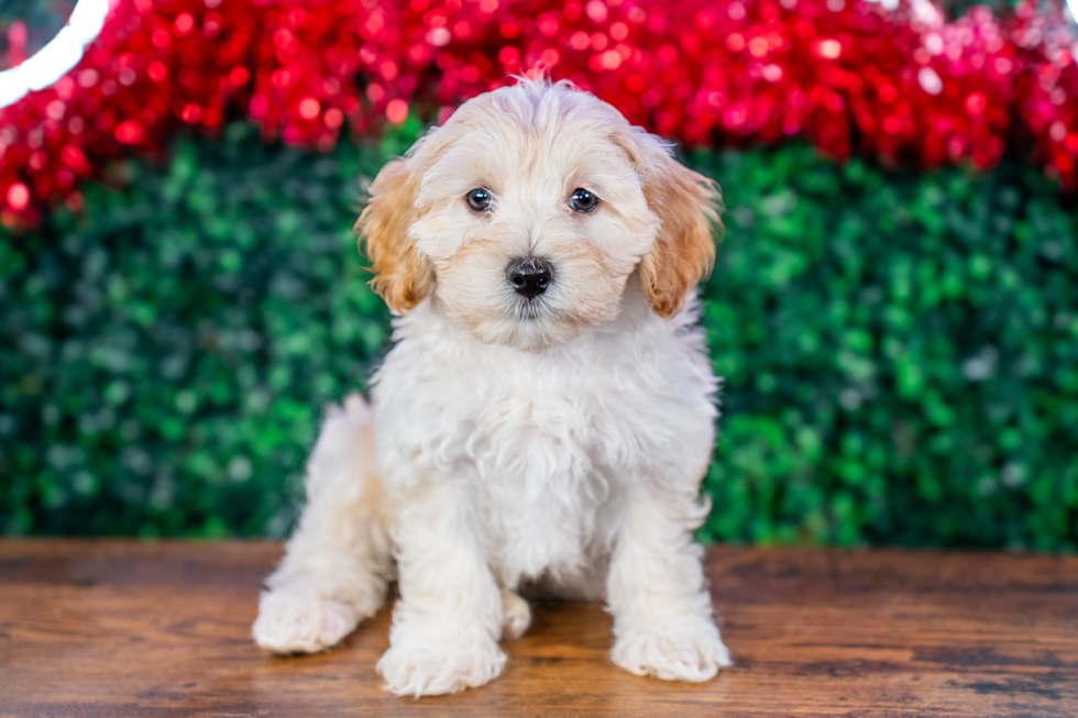 Cute Maltipoo Poodle Mix Pup