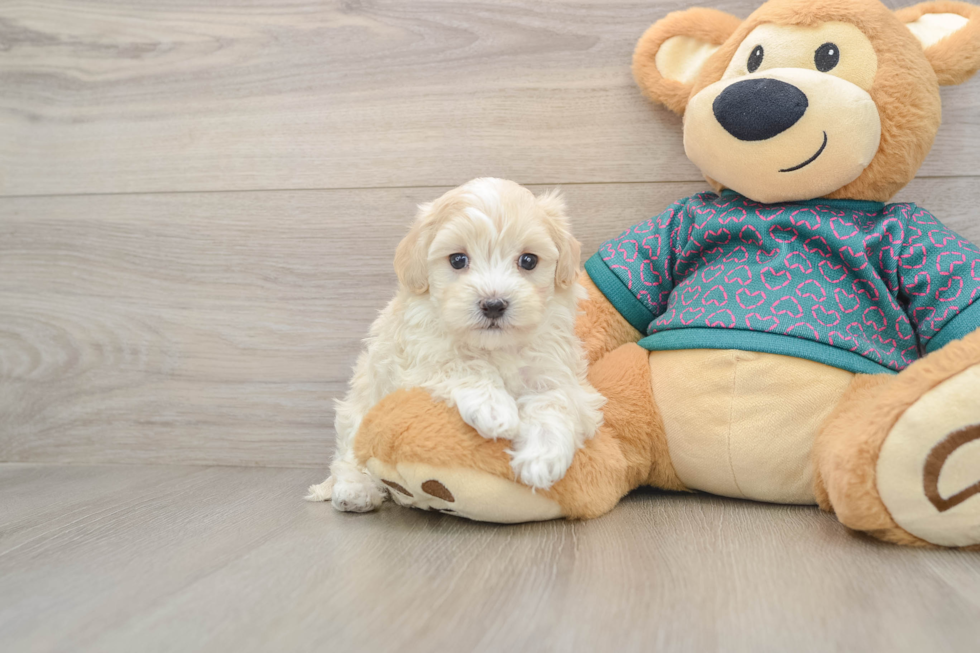 Fluffy Maltipoo Poodle Mix Pup