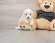 7 week old Maltipoo Puppy For Sale - Puppy Love PR