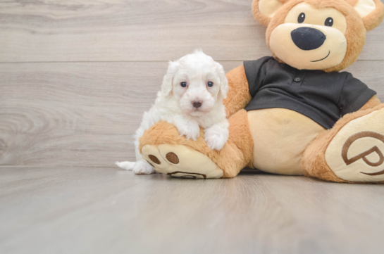 Adorable Multipoo Poodle Mix Puppy