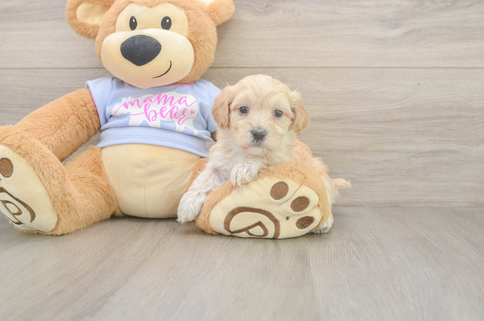 5 week old Maltipoo Puppy For Sale - Puppy Love PR