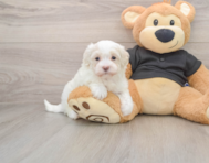 7 week old Maltipoo Puppy For Sale - Puppy Love PR