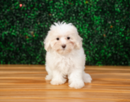 10 week old Maltipoo Puppy For Sale - Puppy Love PR