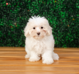 10 week old Maltipoo Puppy For Sale - Puppy Love PR