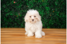 Maltipoo Pup Being Cute