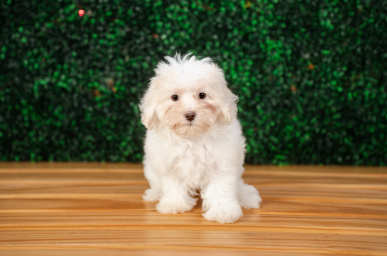Maltipoo Pup Being Cute