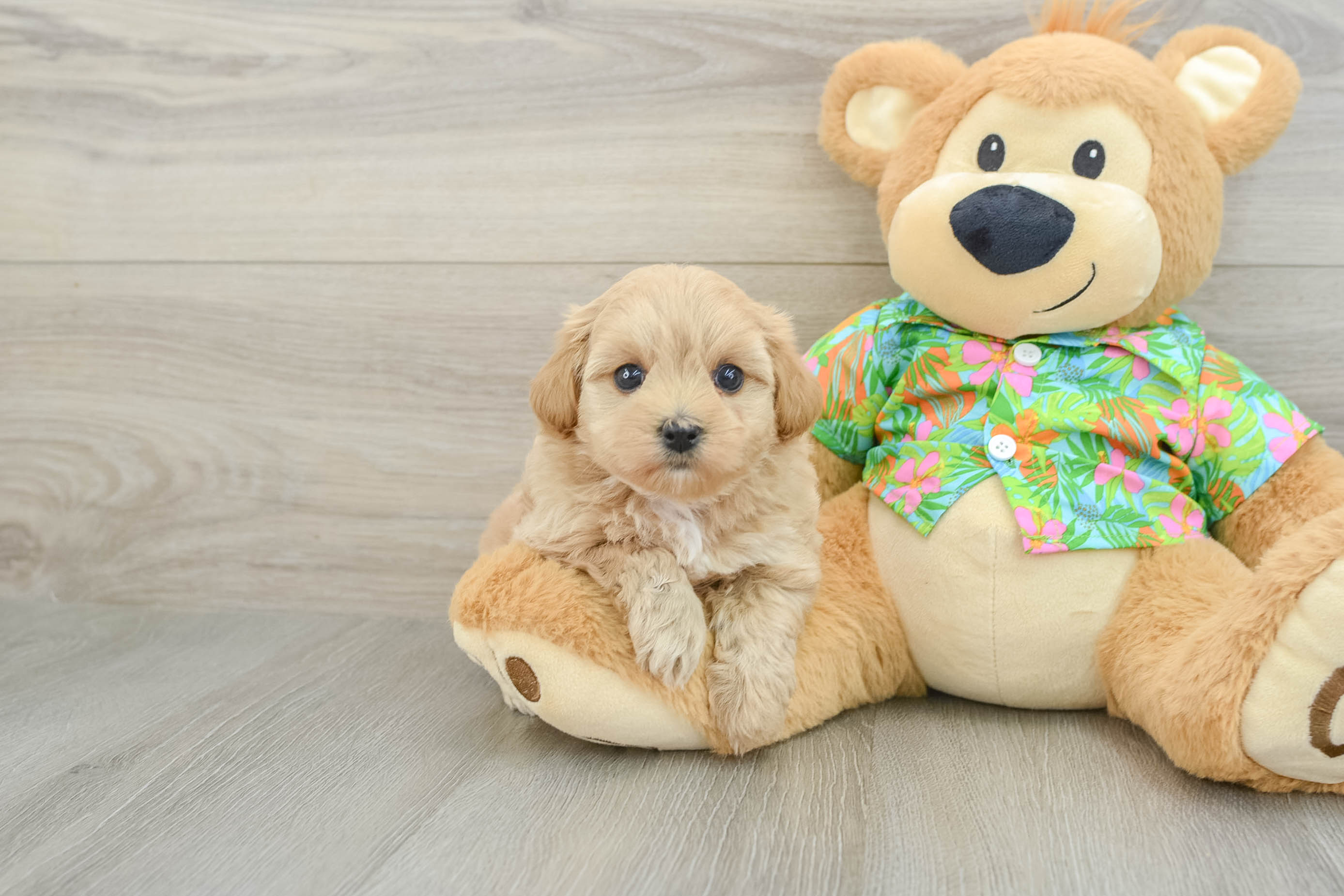 Hypoallergenic Malt a Poo Poodle Mix Puppy