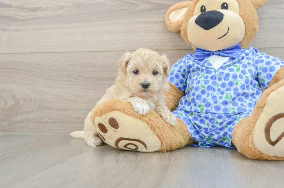 5 week old Maltipoo Puppy For Sale - Puppy Love PR